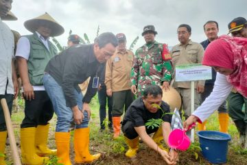 Perhutani bersama legislator tanam bibit sengon di Banyuwangi