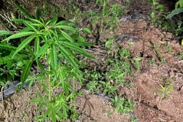 Polisi temukan ratusan batang tanaman ganja di perkebunan kopi