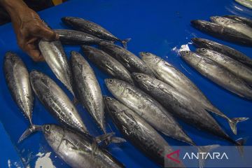 Pasokan Ikan Basah Menurun Akibat Cuaca