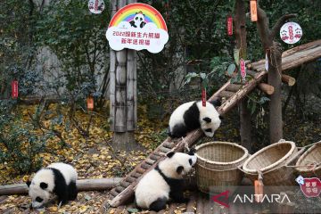 Sebanyak 13 anak panda raksasa lahir selama 2022 di Chengdu