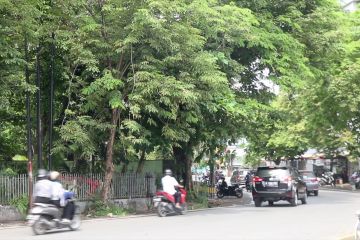 Ribuan pohon di Kota Banjarmasin jadi sasaran program asuransi