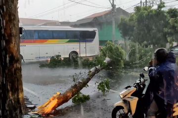 Angin kencang di Pantura tumbangkan sejumlah pohon besar