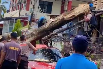 Angin kencang, pohon tumbang timpa mobil petugas RSUD Ternate