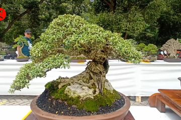 Bangkitkan ekonomi masyarakat Kota Cilegon lewat pameran bonsai