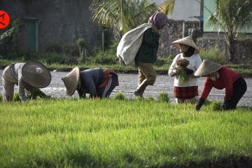 Melihat petani Cugenang yang kembali beraktivitas