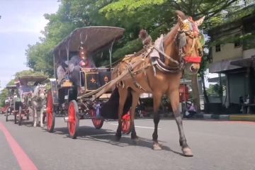 Menengok peternakan kuda langganan Jokowi untuk kirab