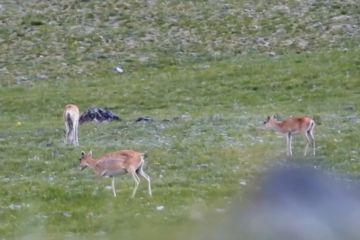 Populasi langka antelop saiga Mongolia meningkat
