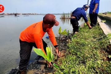 Pulihkan lingkungan, nelayan Pekalongan tanam mangrove