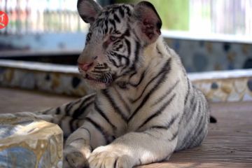 Harimau putih langka hidupkan kembali kebun binatang di Bangladesh