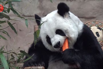 Sejenak bertemu panda raksasa Lin Hui di Thailand