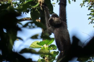 Taman nasional China yang lindungi Owa Hainan