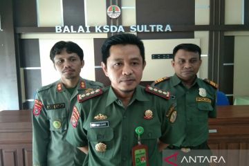 BKSDA Sultra melepasliarkan sembilan buaya muara sepanjang 2022