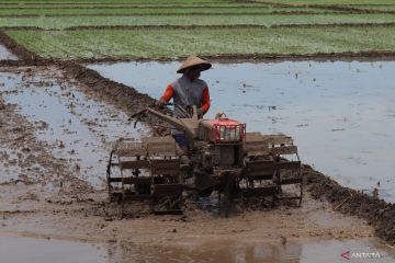 Kanal agronomik sebagai jalan keluar dari krisis pangan dan kemiskinan