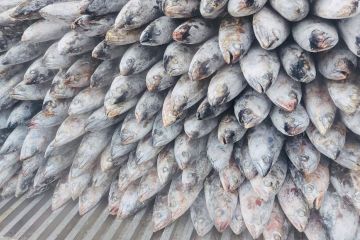 PT Perikanan Indonesia ekspor 205 ton ikan cakalang ke Jepang