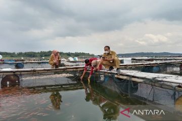 Kematian massal ikan di Waduk Kedung Ombo mereda