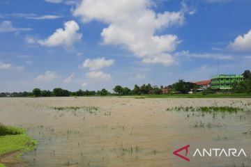Puluhan hektare lahan sawah di Kabupaten Tangerang terdampak banjir