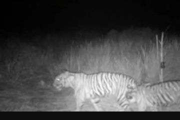 BBKSDA Riau pasang kamera jebak pantau harimau serang pekerja di Inhil
