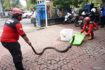 Penangkapan ular berbisa King Cobra di Trenggalek