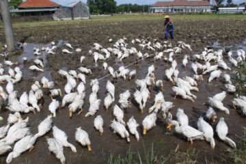 Peternak Bebek Peking Di Jombang