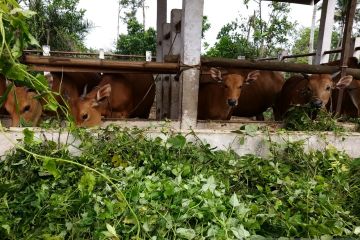 Pendekatan budaya untuk mendukung pemenuhan kebutuhan sapi domestik