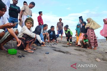 Kelompok warga di Manggarai Barat telah melepas 1.800 penyu sejak 2021