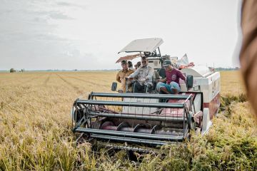 Mentan puas atas produksi padi di Karawang