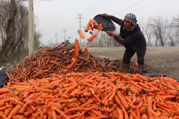 Album Asia: Menengok panen wortel di Afghanistan