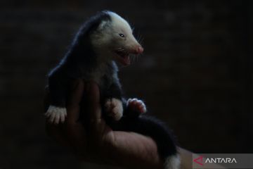 Budi daya musang pandan di Magelang