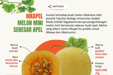 Hikapel, melon mini sebesar apel