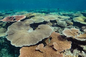 Peningkatan suhu air hambat pertumbuhan karang di Great Barrier Reef