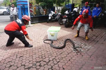 Damkar Trenggalek terlatih tangani hewan berbahaya di lingkungan warga