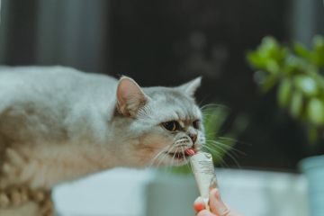 Bangun interaksi dengan kucing peliharaan lewat "snack time"