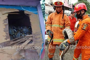 Dinas Pemadam Kebakaran Surabaya tangani 1.400 kejadian selama 2022