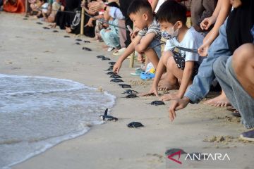 Pelepasliaran tukik penyu belimbing di Aceh