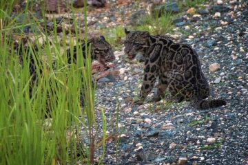 Macan dahan yang hilang di kebun binatang Dallas ditemukan selamat