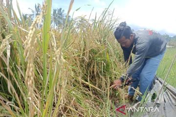 Stok pupuk bersubsidi untuk Jabar, DKI dan Banten mencukupi