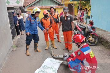 Petugas Gulkarmat evakuasi ular sanca 3,5 meter di Pondok Rangon