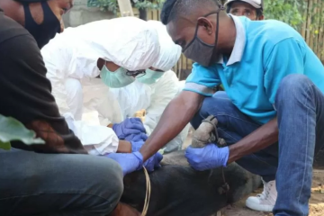Filipina konfirmasi wabah demam babi Afrika di Provinsi Cebu
