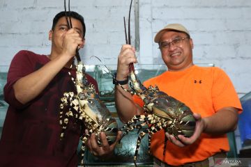 Kendala pembudidaya lobster di Banyuwangi