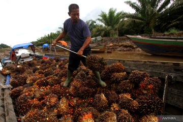 Harga CPO di Jambi anjlok Rp599, kian dekati Rp11.000/kg