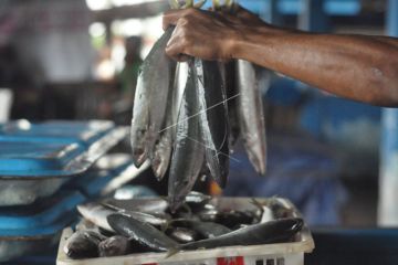 Potensi Ekspor Perikanan di Bengkulu