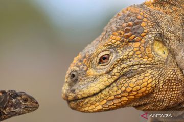 Populasi iguana kuning di Pulau Galapagos