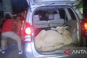 Polres Agam tangkap tiga pelaku pencuri sapi gunakan mobil avanza