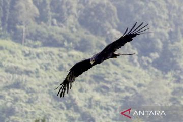 Elang hitam terbang di kawasan wisata Puncak