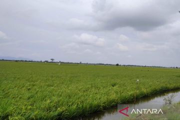 3.489 hektare tanaman padi di Kudus puso akibat banjir