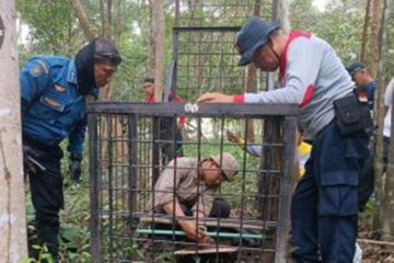 Harimau sumatera diduga masuk ke pemukiman padat penduduk di Siak Riau