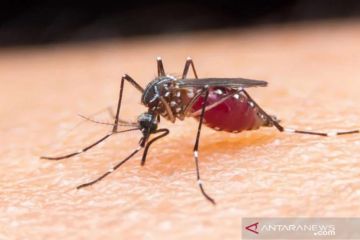 Dokter: Waspadai tanda bahaya infeksi dengue pada anak