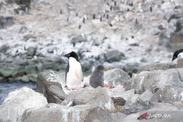 Terlacak dari luar angkasa, Ilmuwan temukan koloni penguin baru