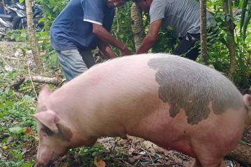 Balai Karantina : Puluhan babi bantuan sudah melalui proses uji lab