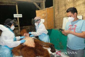 BBKSDA Sumut lakukan investigasi orangutan mati di Karo
